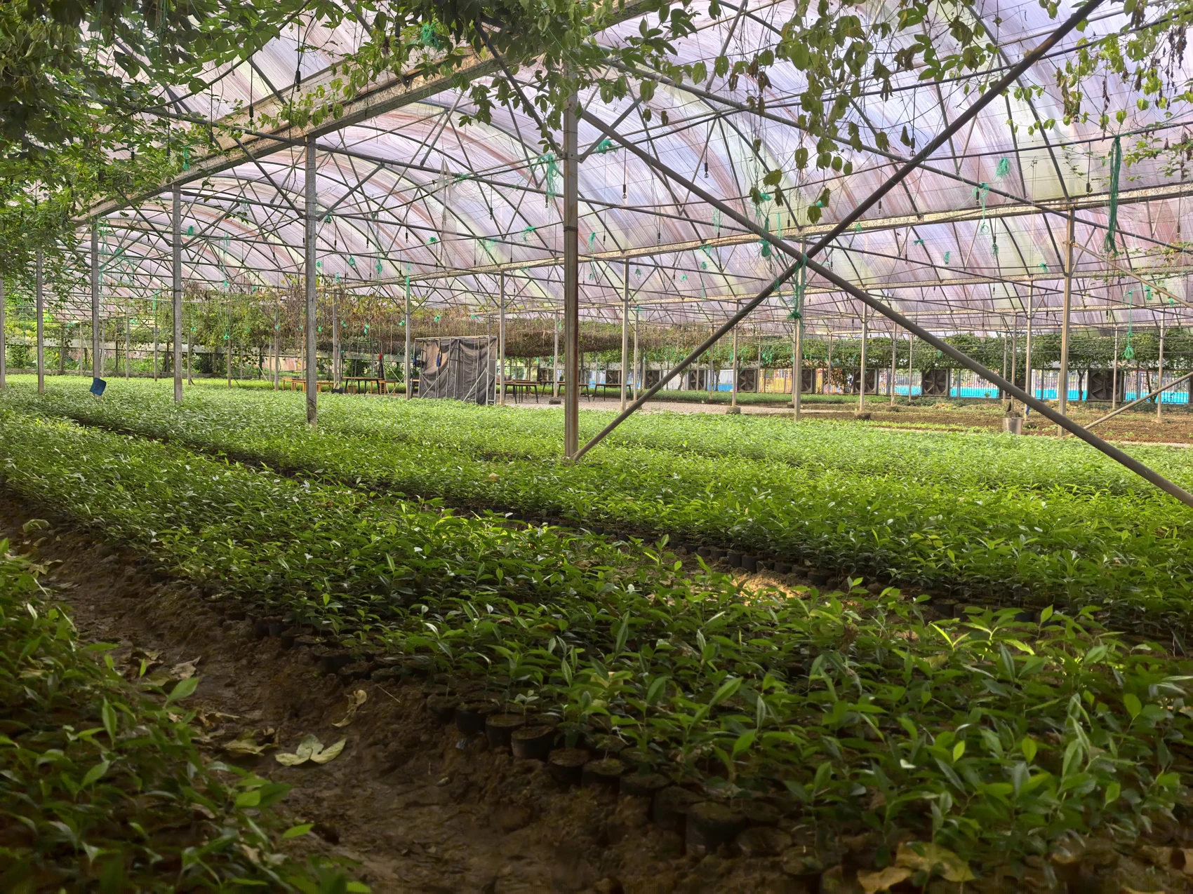 屯昌农业走访中的种植场景 · 2025 年 11 月